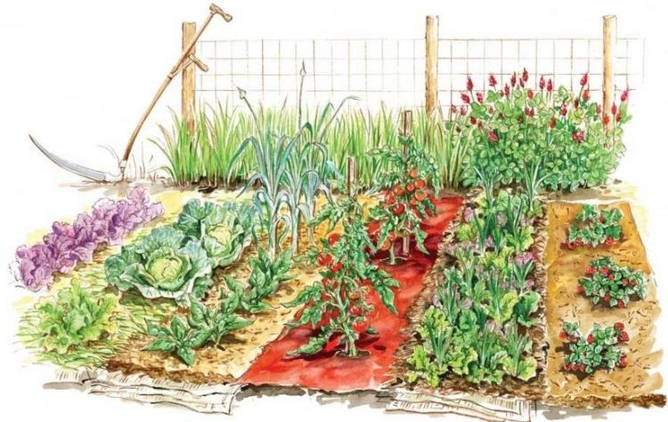 АЛЕЛОПАТИЯ2